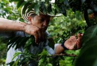 Café arábica retoma trajetória de alta, robusta atinge preço recorde