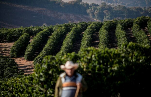 Preço do café arábica atinge o 12º recorde consecutivo, cacau amplia queda