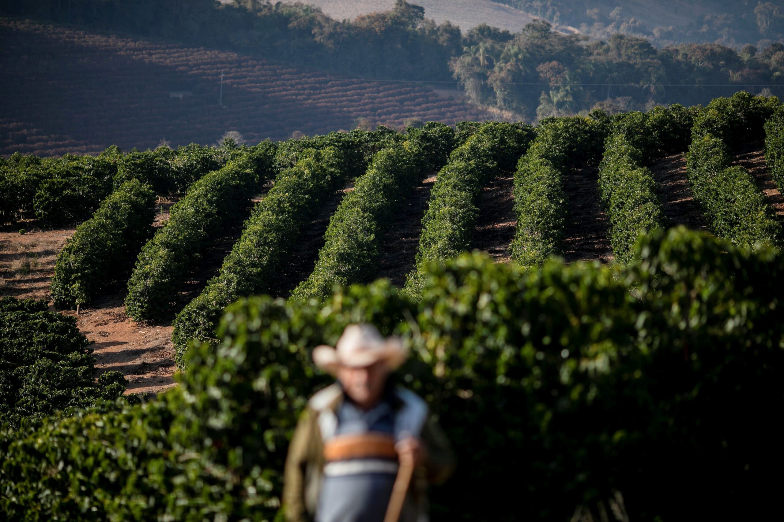 Café arábica atinge novo recorde pela 9ª sessão seguida