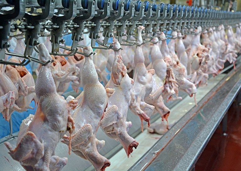 ABPA vê aumento nas vendas de frango do Brasil diante gripe aviária mundial