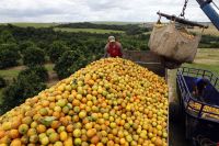 Estoques de suco de laranja fecham 2024 em mínima histórica, diz CitrusBR