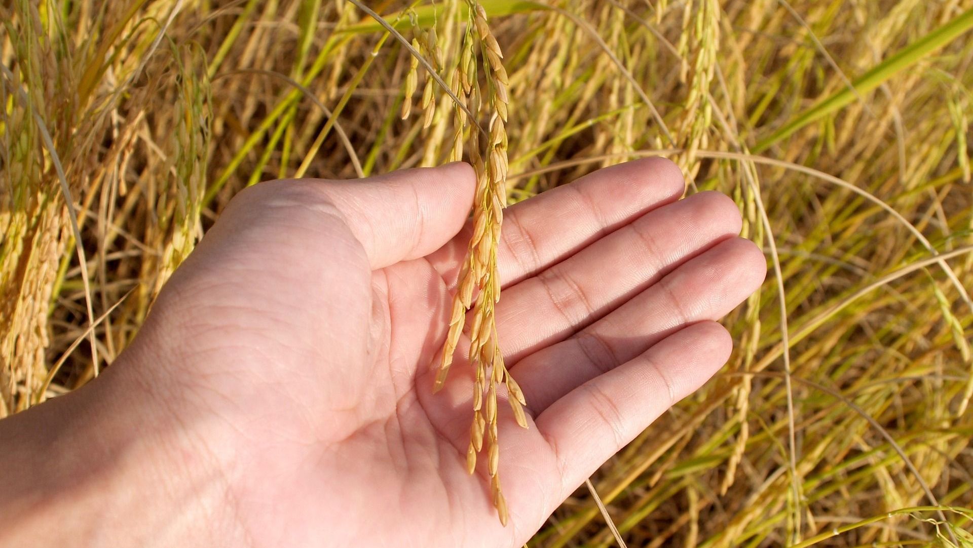 Autoridades e empresários debatem agro e COP30 em evento em SP