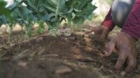 Projeto de agricultura familiar ganha prêmio da ONU