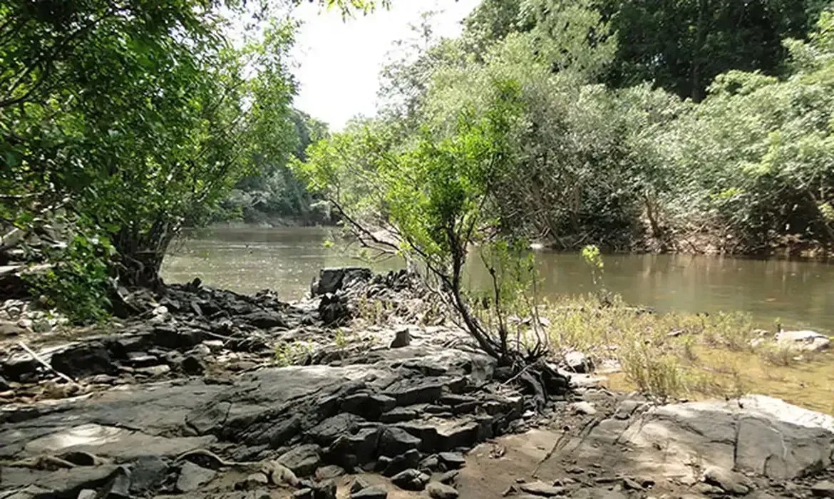 Leilão de floresta equivalente a três cidades de SP tem três vencedores