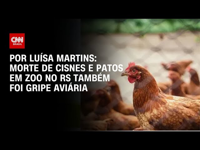 Morte de cisnes e patos em zoo no RS também foi gripe aviária | BASTIDORES CNN