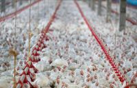 União Europeia também suspendeu compra de frango brasileiro, diz Fávaro
