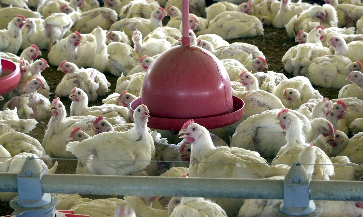 Brasil pode deixar de exportar R$ 1,6 bi em frango por mês com suspensões