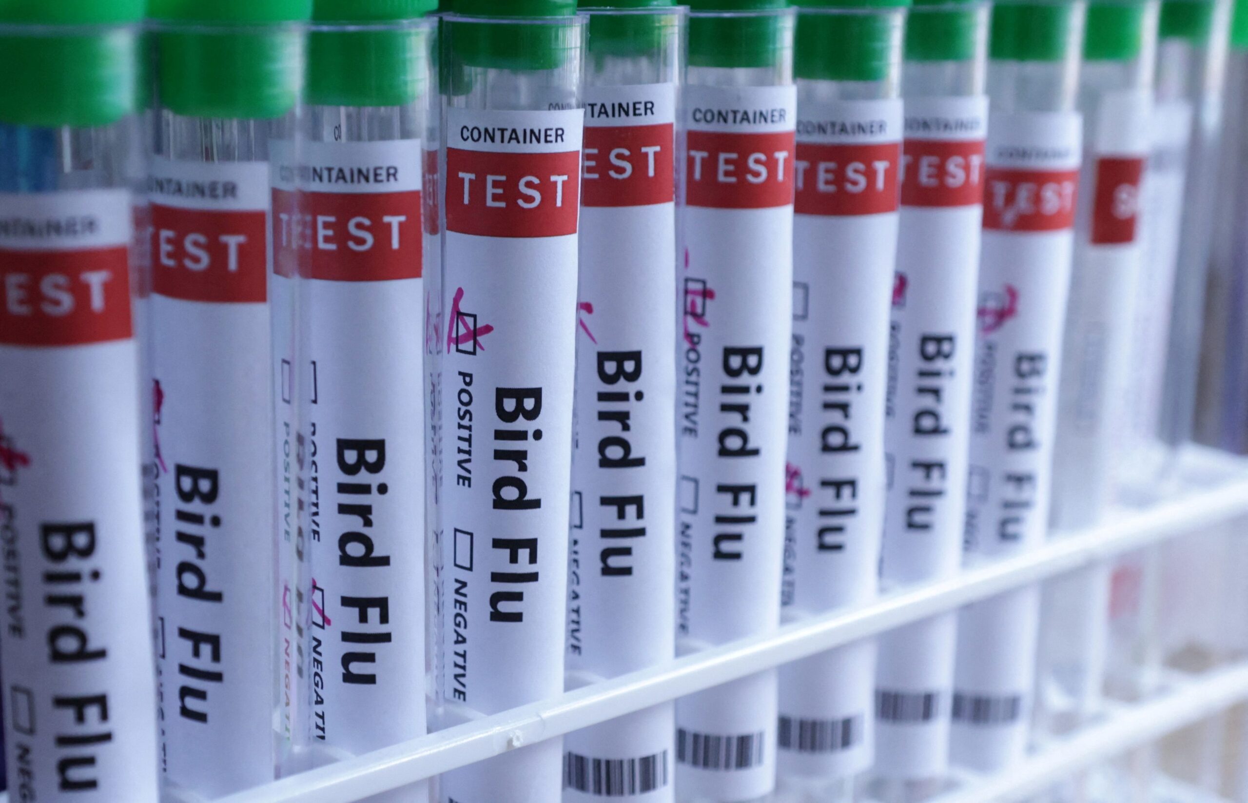Agricultura confirma novo caso de gripe aviária e mais seis suspeitos