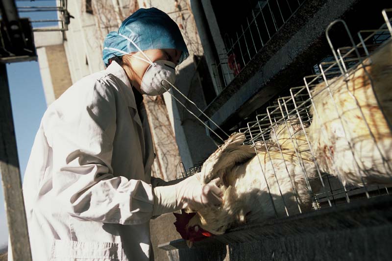 Argentina se junta à China e à UE na suspensão da compra de aves do Brasil