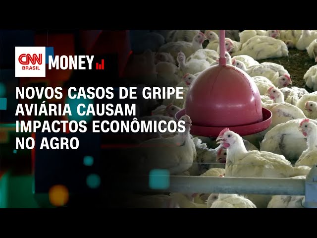 Novos casos de gripe aviária causam impactos econômicos no agro | CNN MONEY