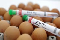 Fávaro: gripe não deve gerar impacto relevante em preços de frango e ovos