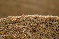 SLC Agrícola mais que dobra lucro do 1º tri