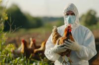 Governo confirma primeiro foco de gripe aviária em granja comercial
