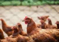 Gripe aviária: para FPA, governo agiu rápido