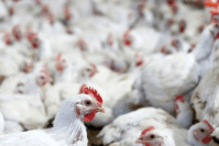 China foi principal importador de frango brasileiro em 2024; veja ranking