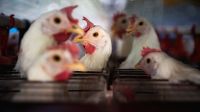 Restrição chinesa ao frango pode custar mais de US$ 100 milhões por mês