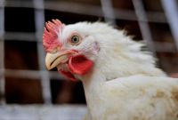 Gripe aviária no Brasil: quais consequências para mercado e consumidor?