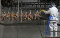 Gripe aviária: Brasil espera que países possam afrouxar restrições