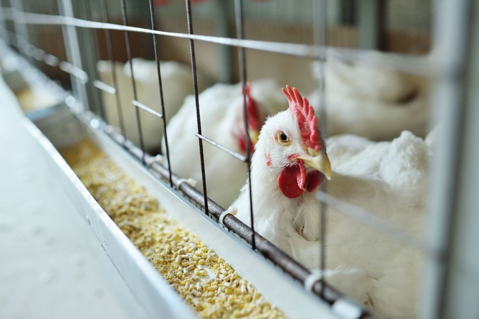 Quase 17 mil aves morreram em granja por gripe aviária, diz governo do RS