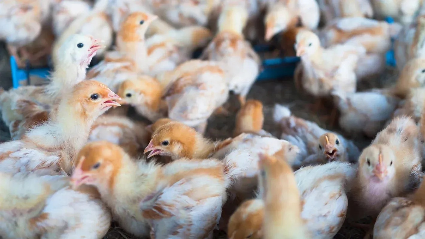 Reino Unido e Ucrânia suspendem compras de frango do RS; veja lista