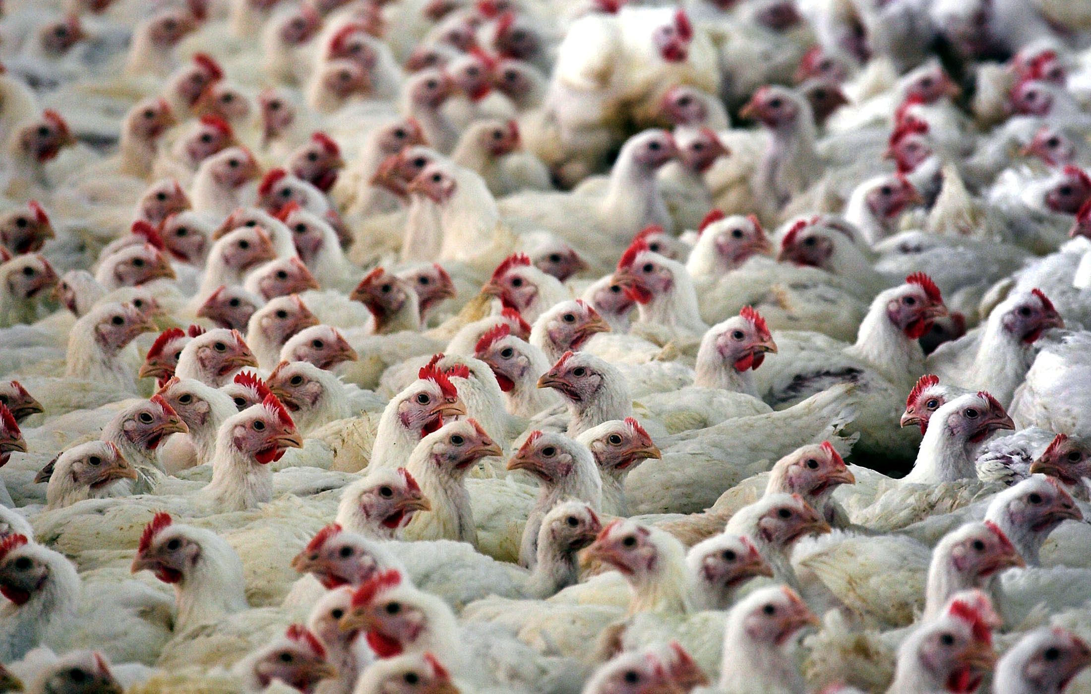 Gripe Aviária: país pode conter disseminação rapidamente, dizem cientistas