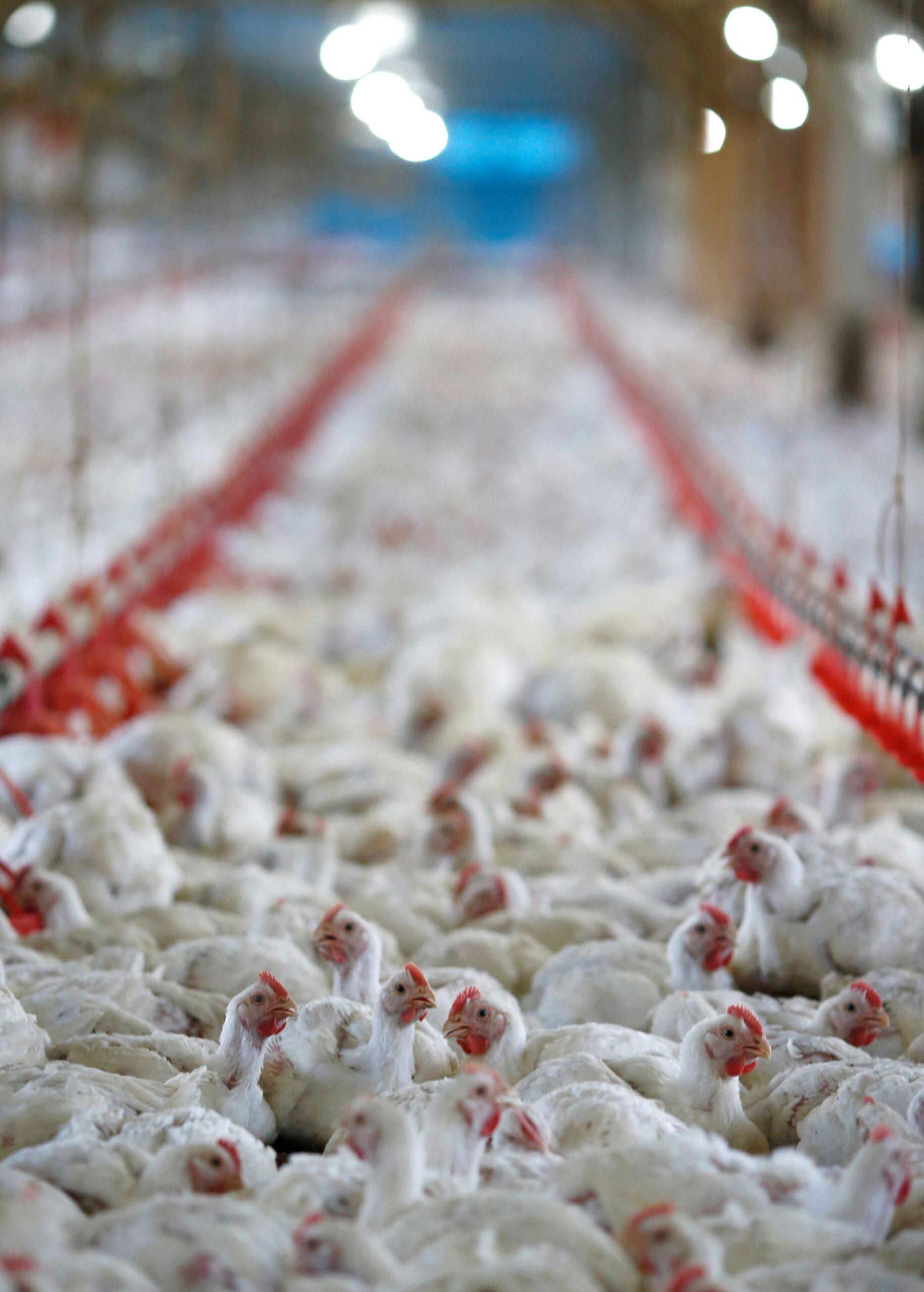 União Europeia e 9 países suspendem compra de frango brasileiro; veja lista