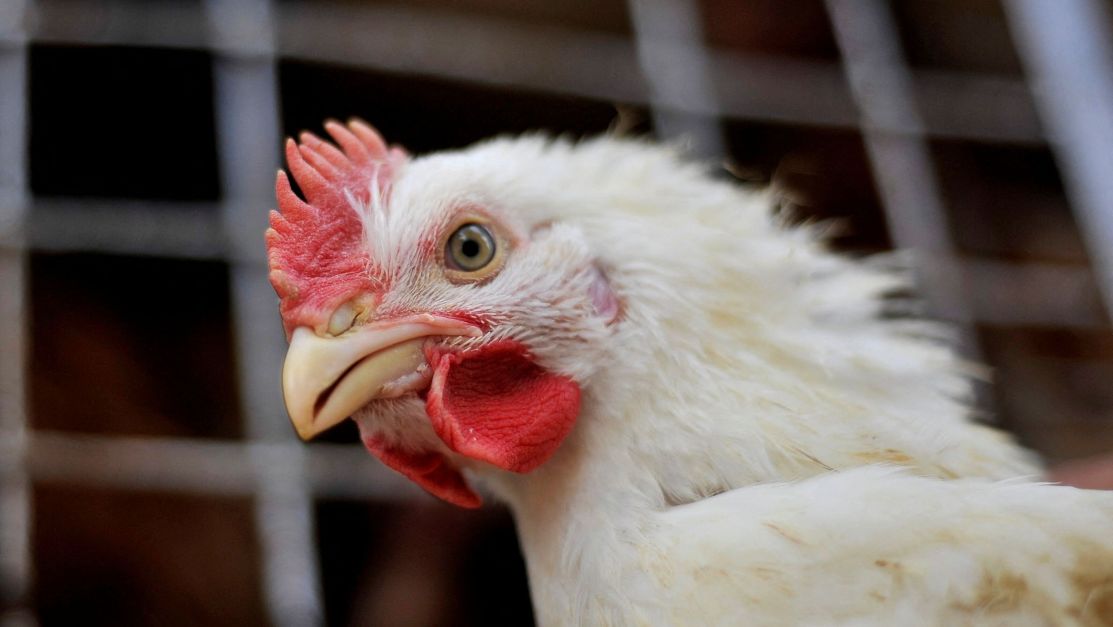 Não há suspensão de exportações “generalizadas” de frango, diz ministério