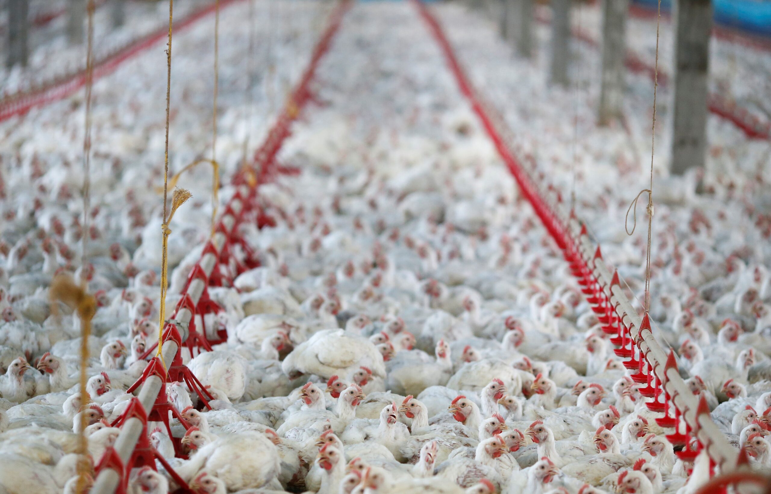 União Europeia também suspendeu compra de frango brasileiro, diz Fávaro