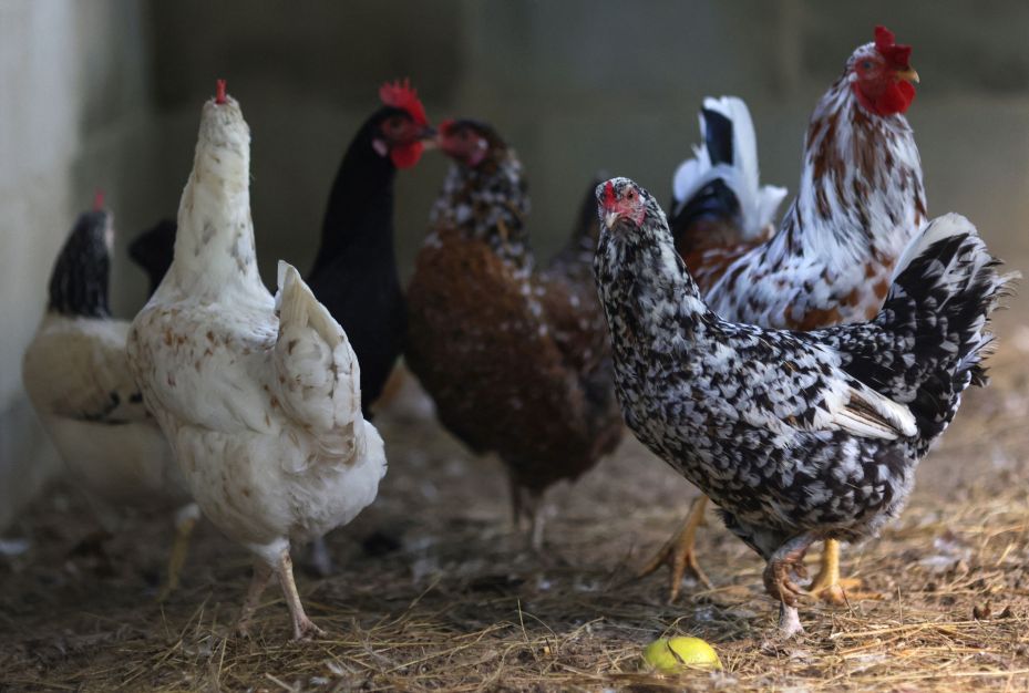 Gripe aviária: Japão suspende parcialmente compra de aves do Brasil