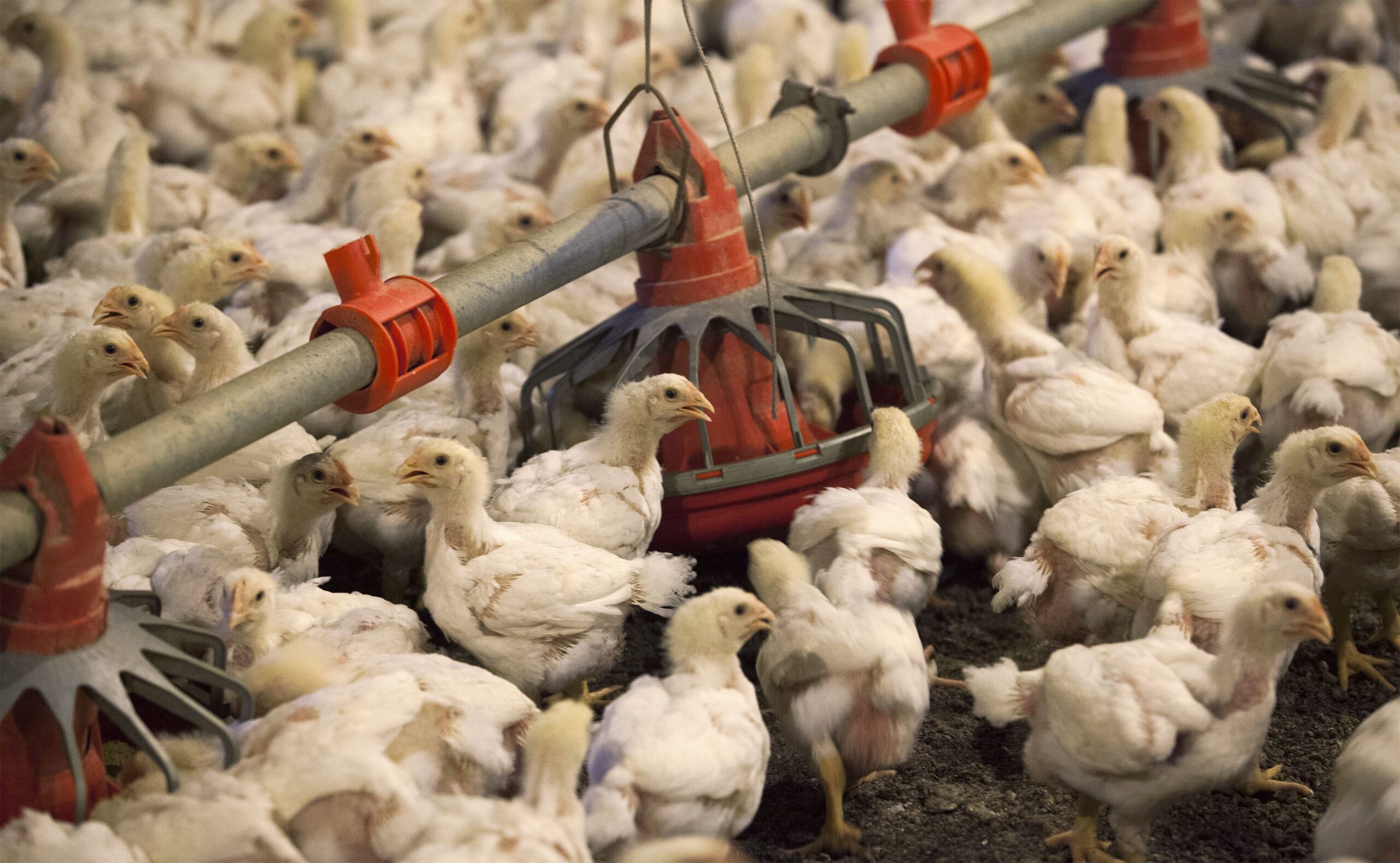 Exportações de aves para China podem ser liberadas antes do previsto