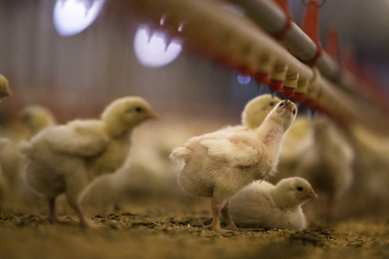 China representa mais de 10% das exportações de frango brasileiro